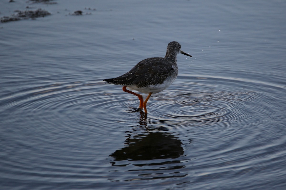 Greater Yellowlegs - ML645037655