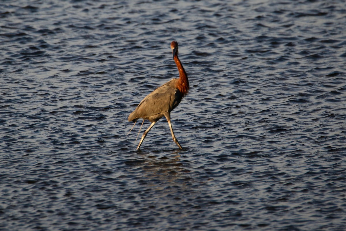Reddish Egret - ML645037672