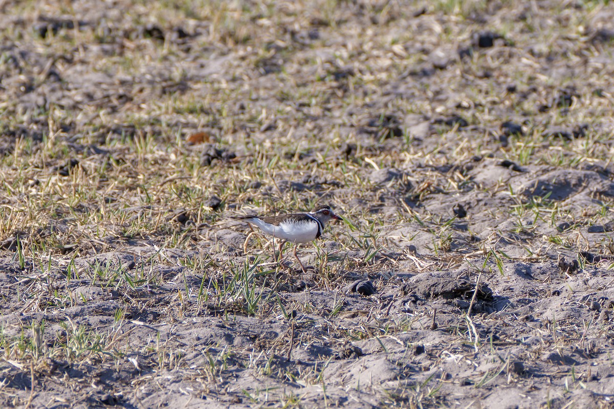 Three-banded Plover - ML645037674