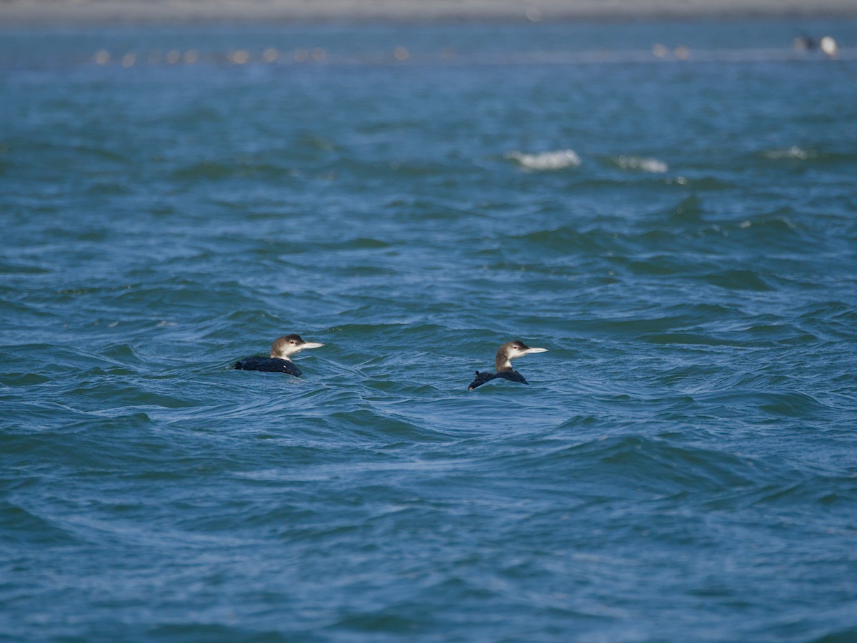 Common Loon - ML645037684