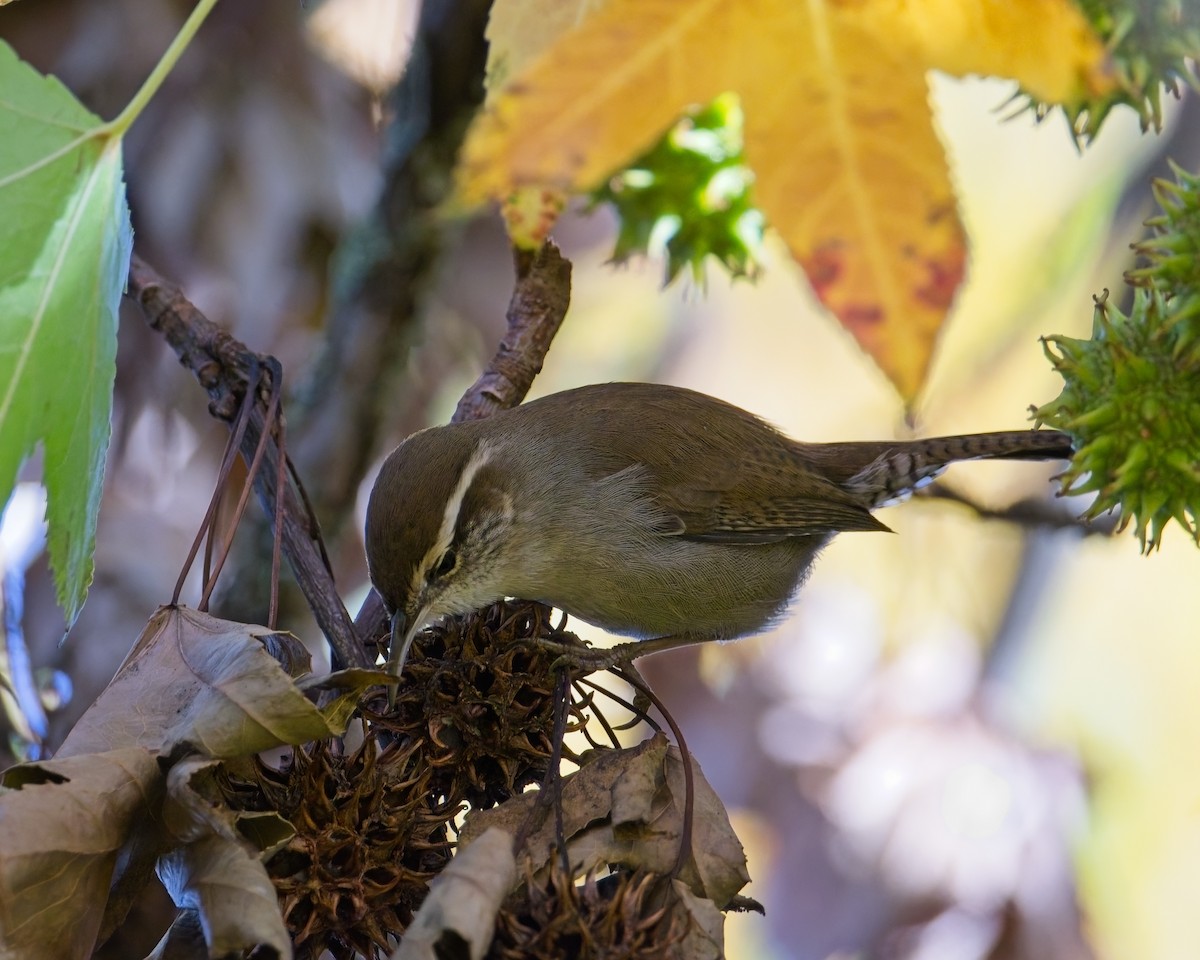 Підбуреник - ML645037687