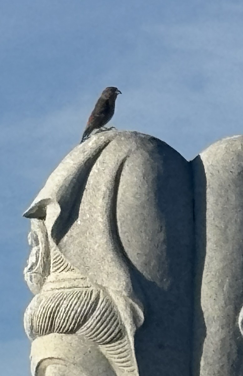 křivka obecná - ML645037694