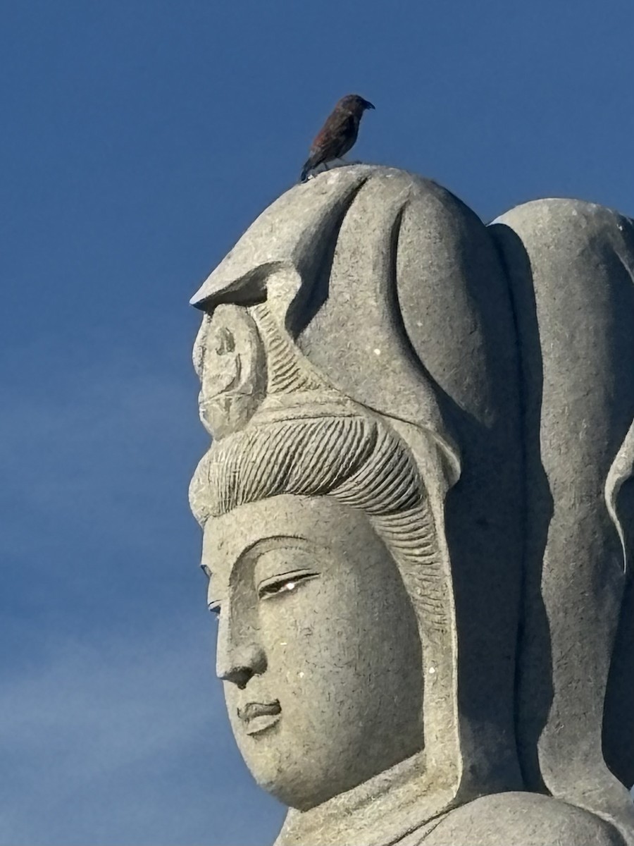 křivka obecná - ML645037696