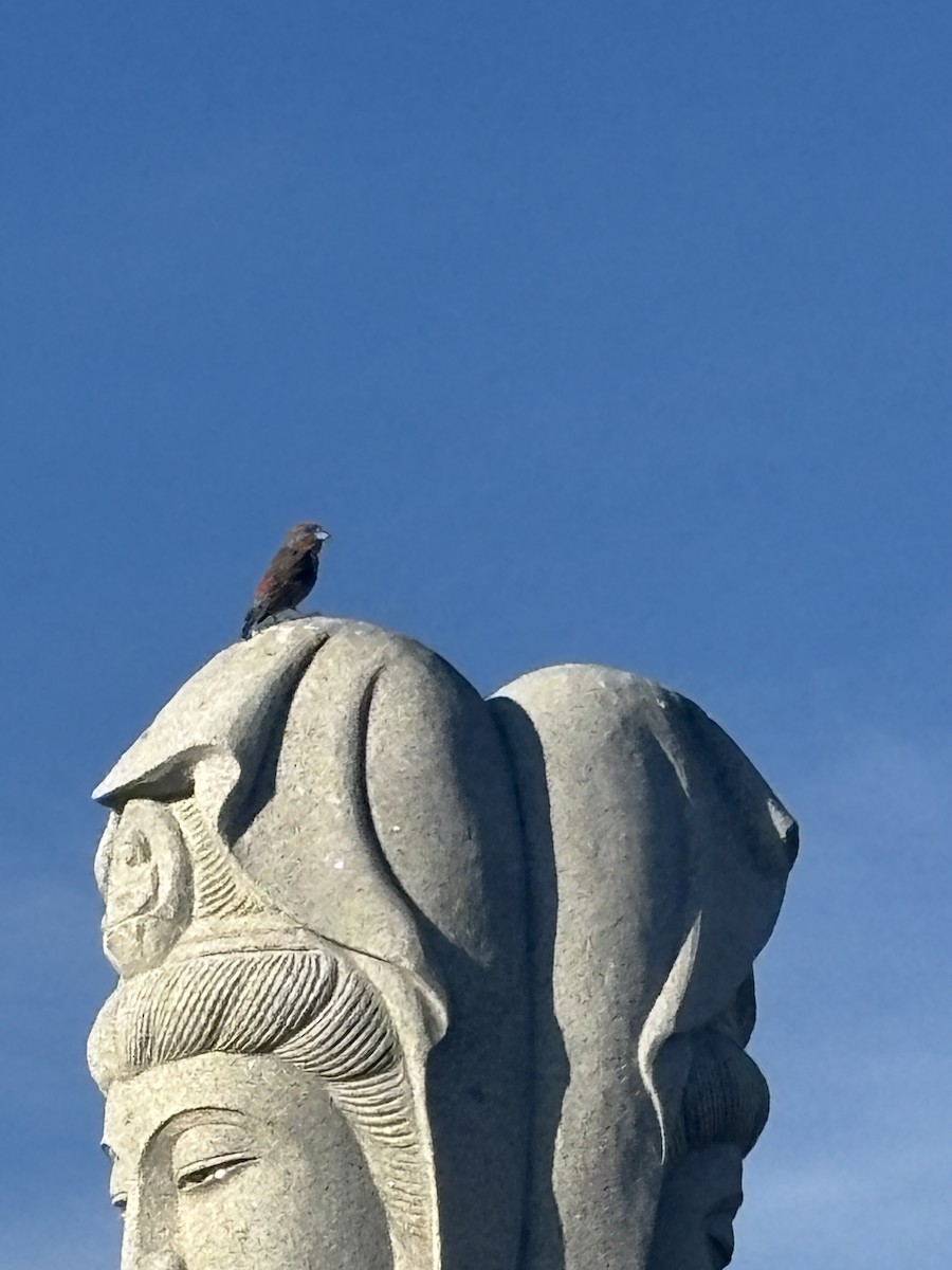 křivka obecná - ML645037697