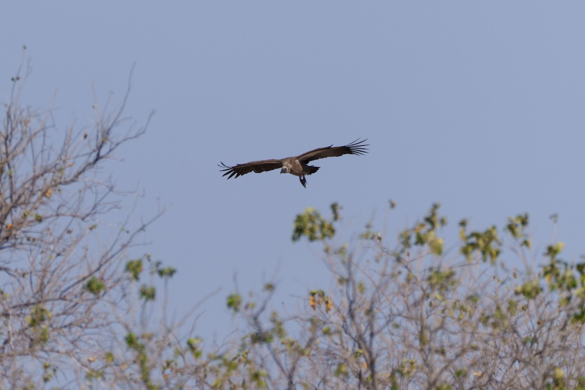 White-backed Vulture - ML645037704