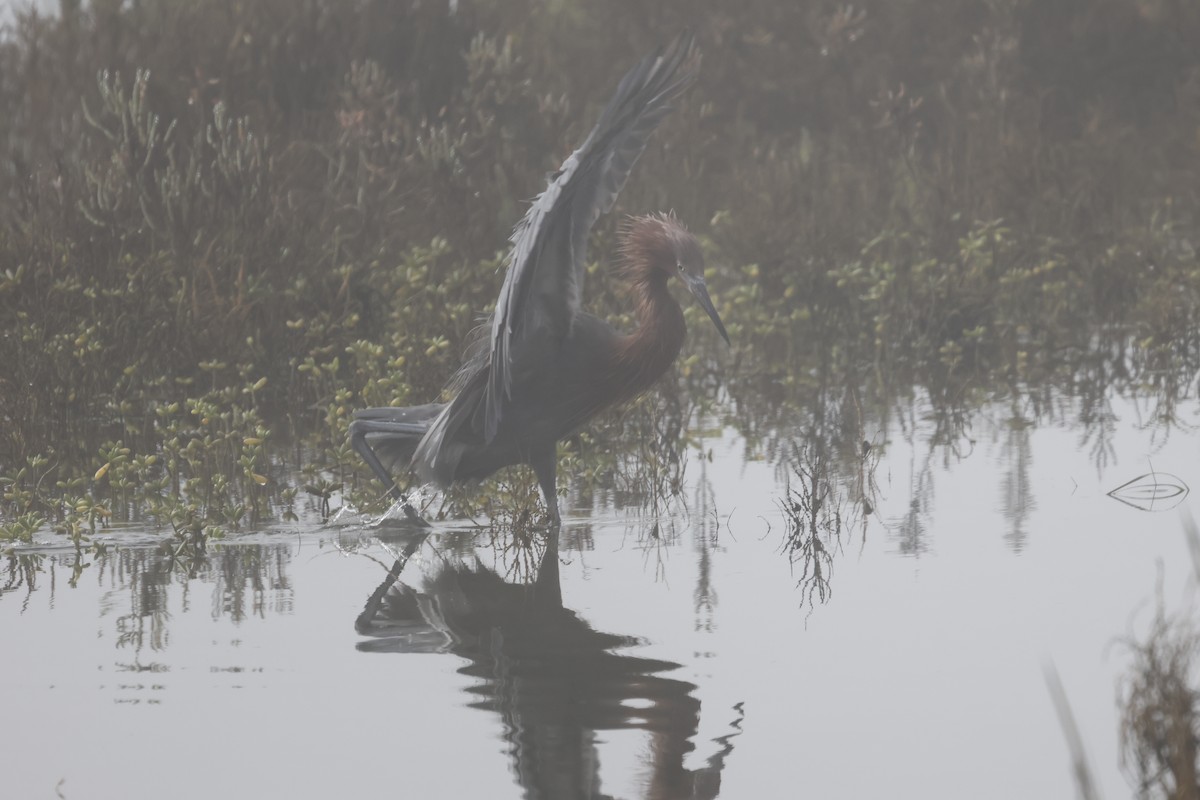 Rötelreiher - ML645037710