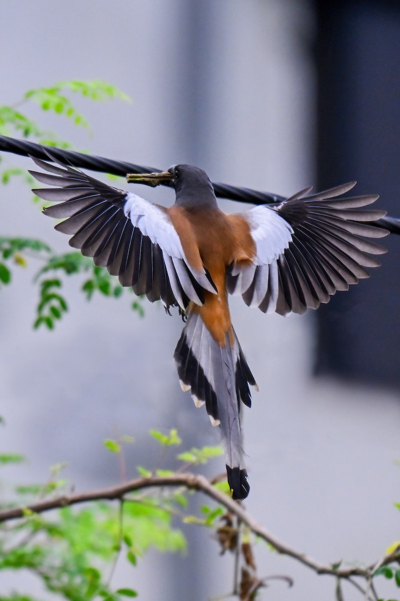 Rufous Treepie - ML645037713