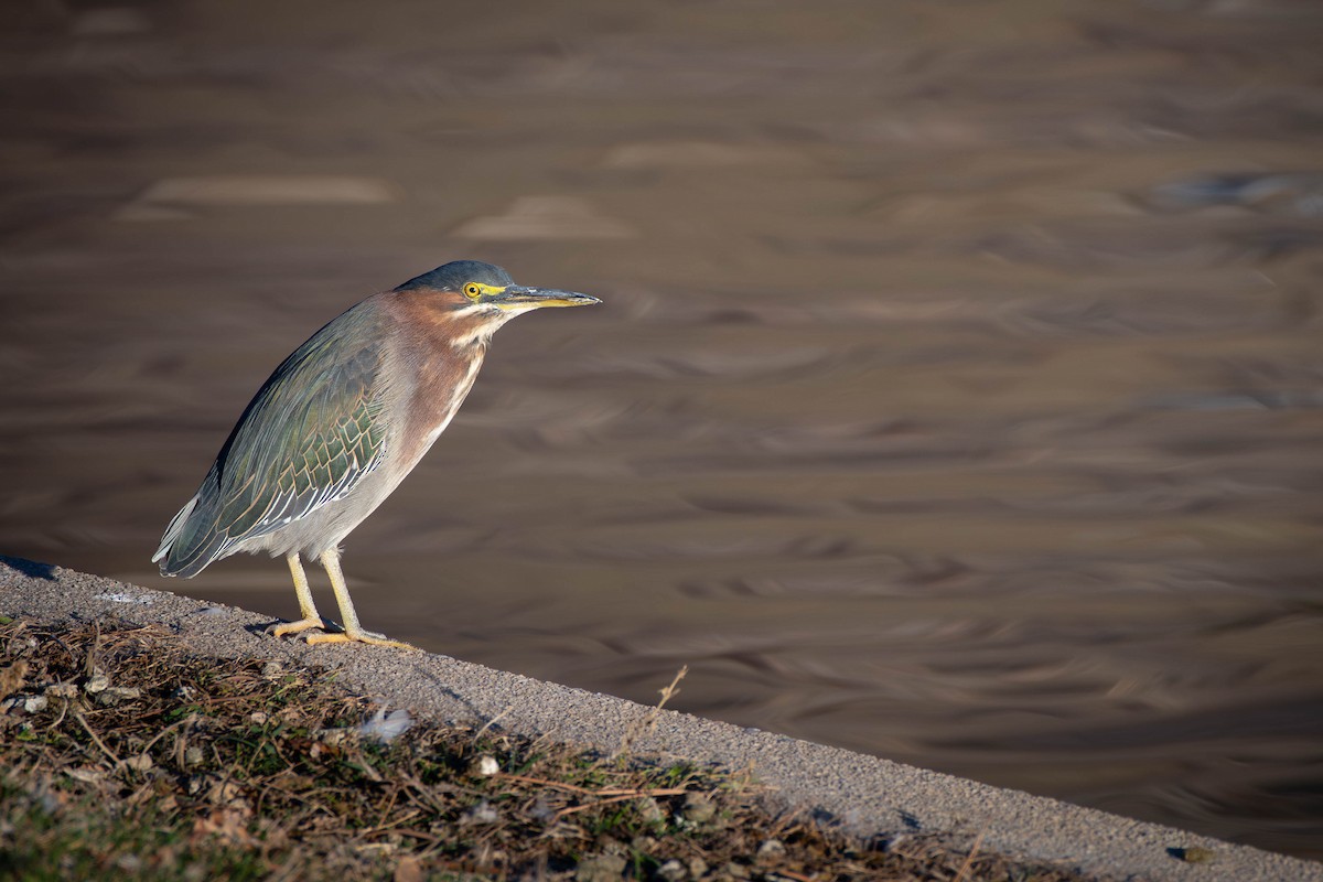 Grünreiher - ML645037716