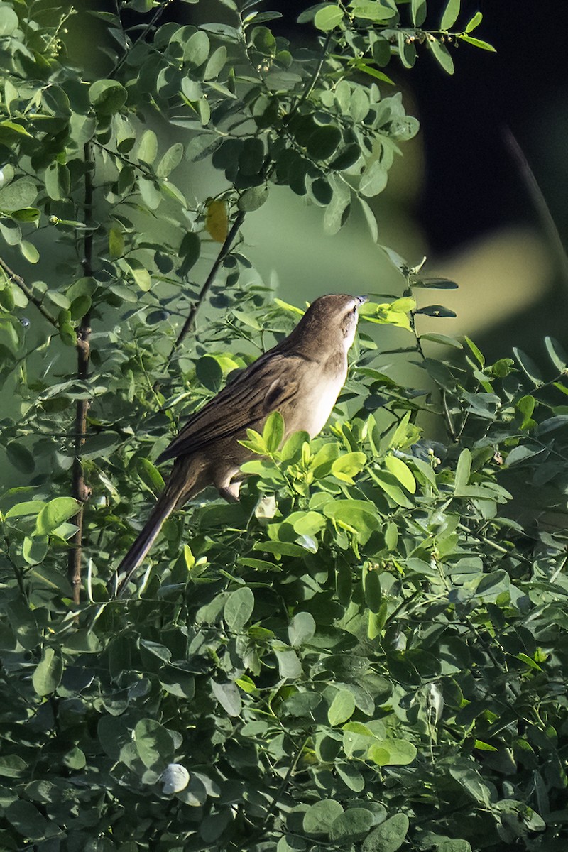 Striated Grassbird - ML645037718