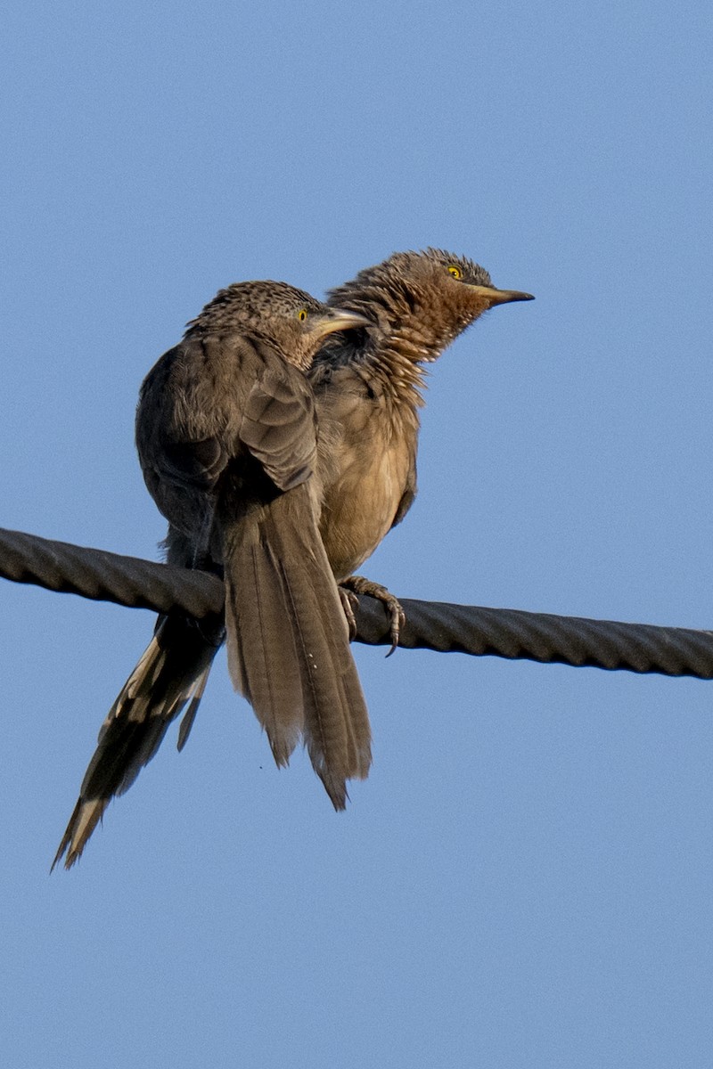 Striated Babbler - ML645037727