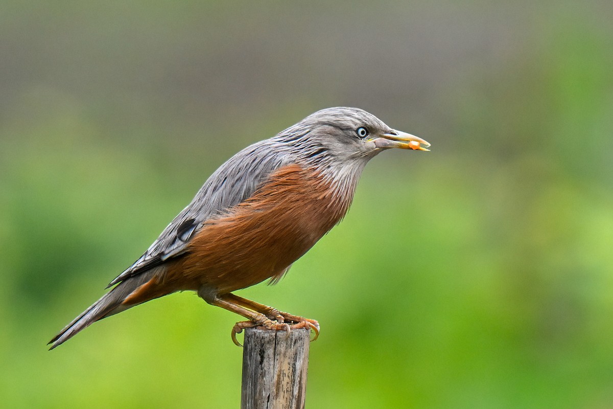Chestnut-tailed Starling - ML645037730