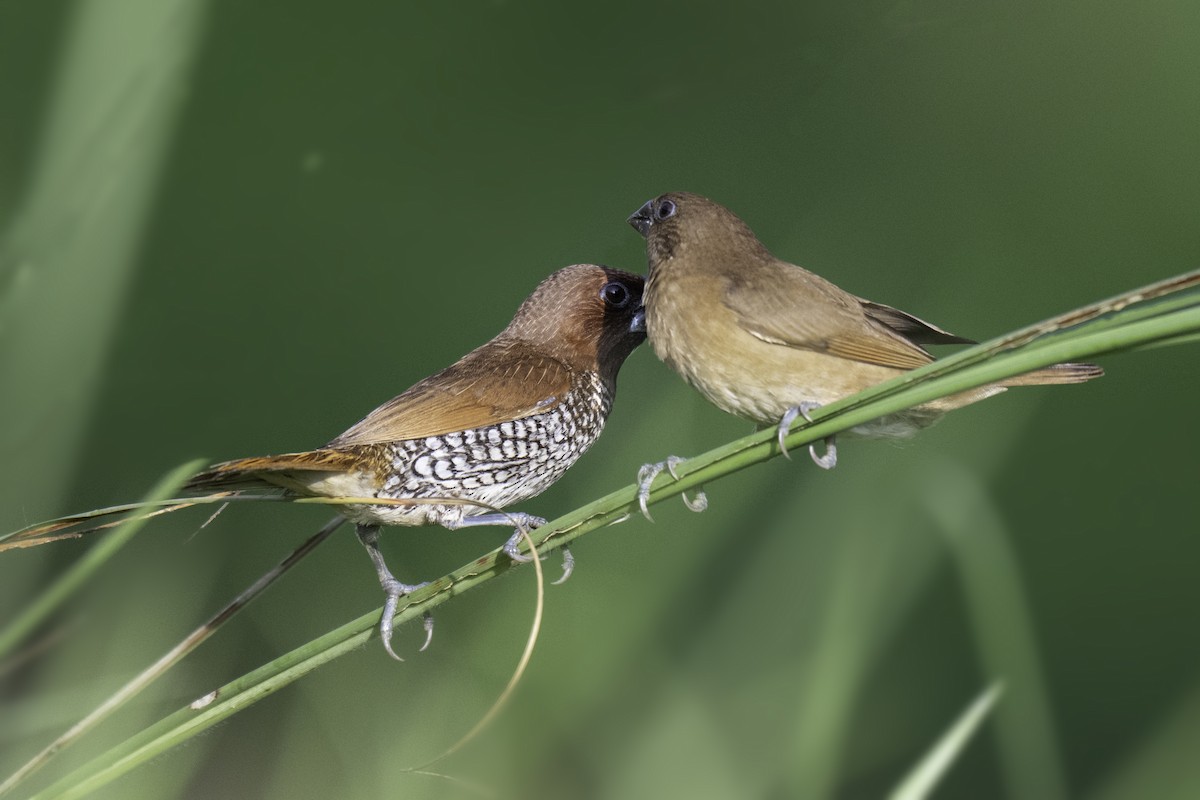 Scaly-breasted Munia - ML645037740