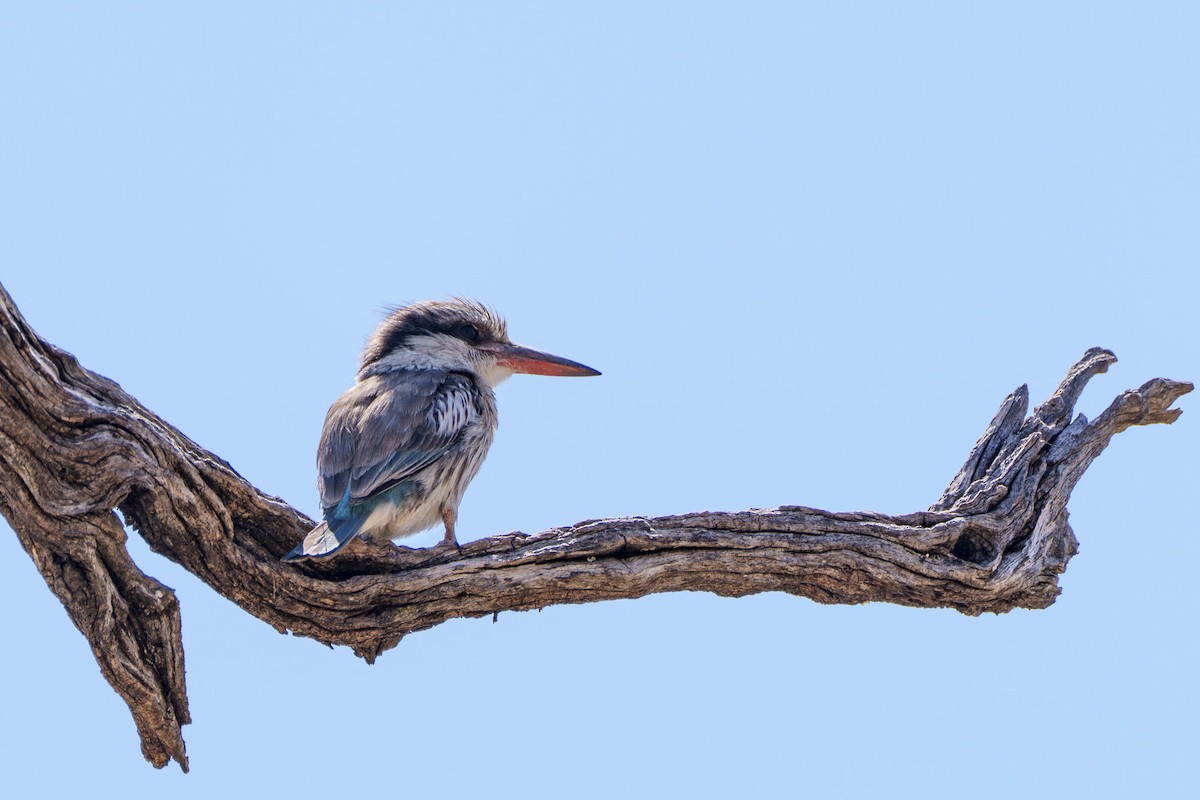 Striped Kingfisher - ML645037748