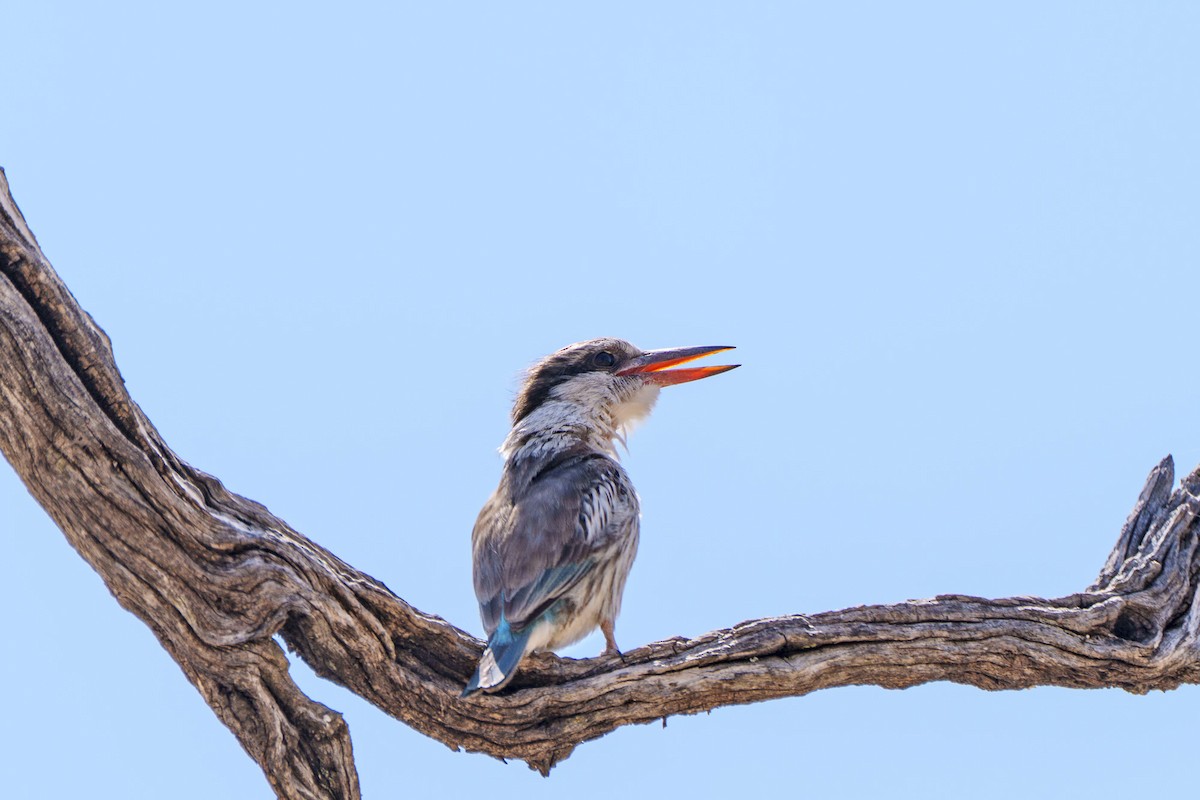 Striped Kingfisher - ML645037749