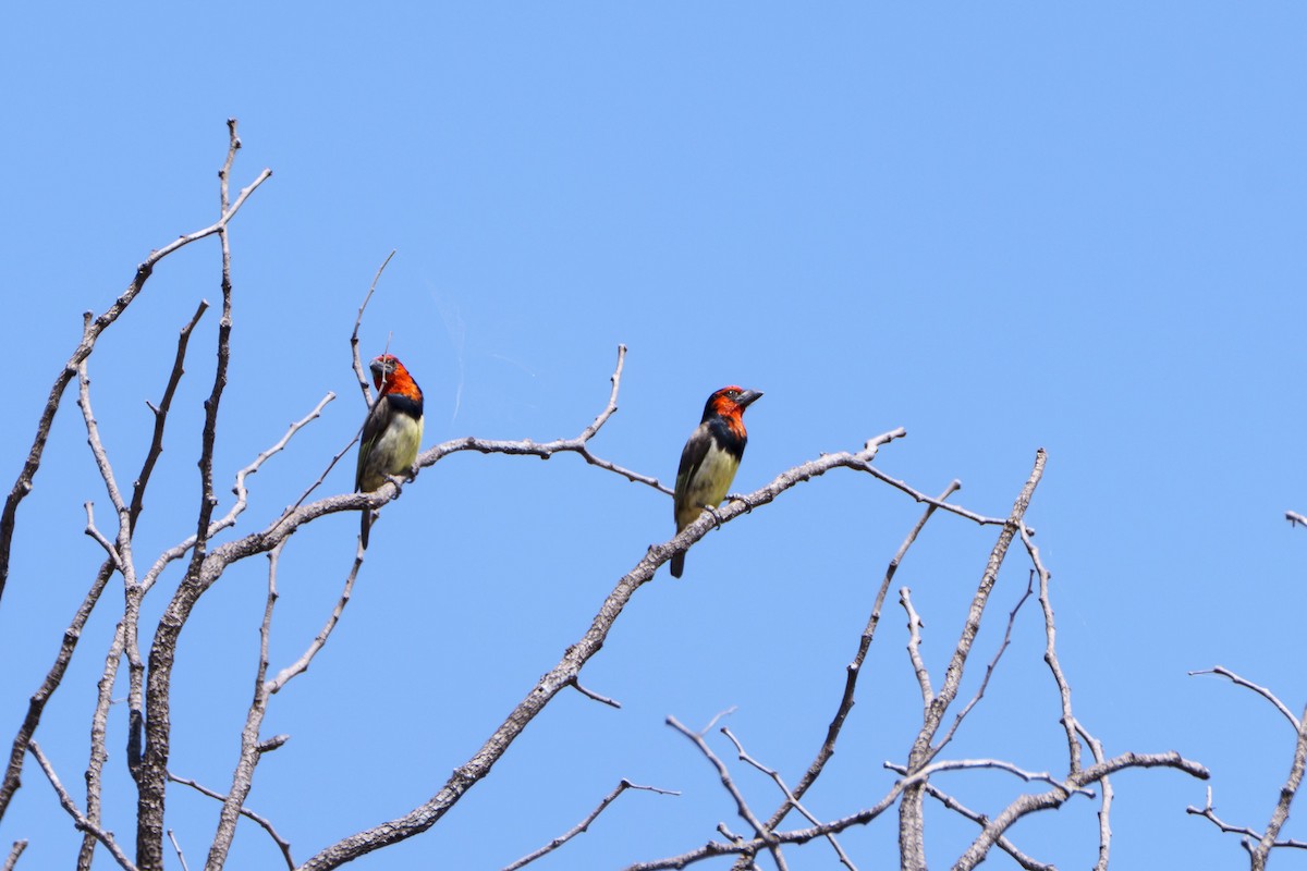 Лібія чорношия - ML645037756