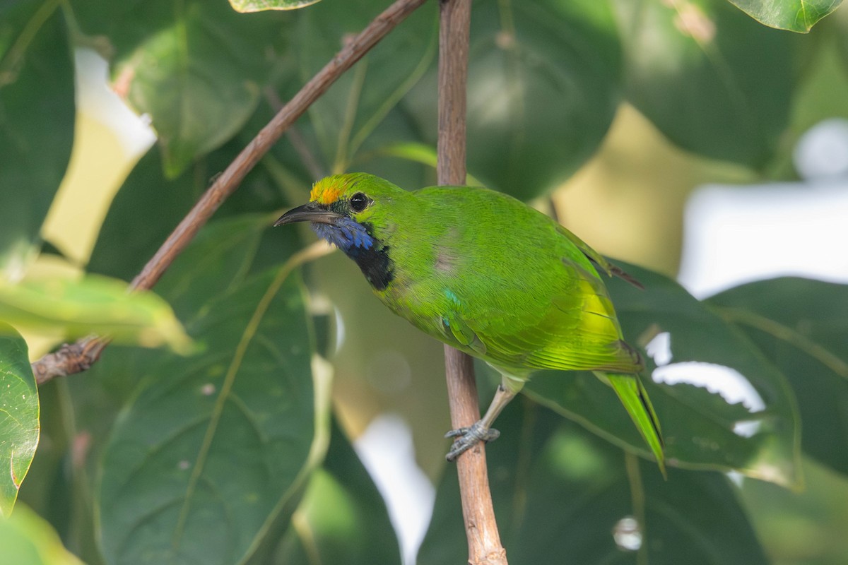 gyllenpannebladfugl - ML645037773