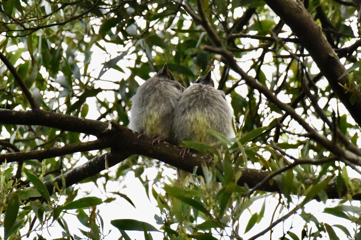 Red Wattlebird - ML645037785