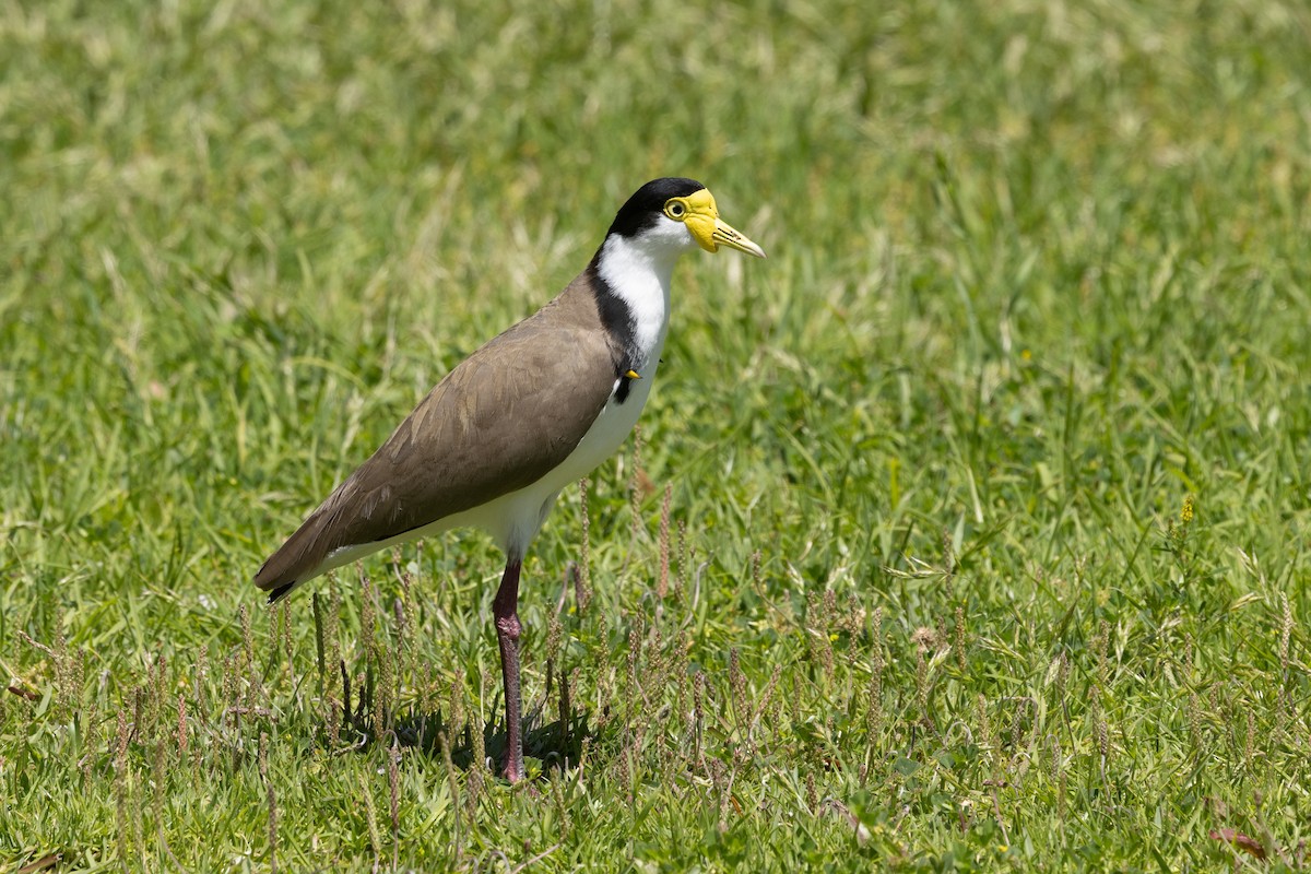 čejka australská - ML645037792