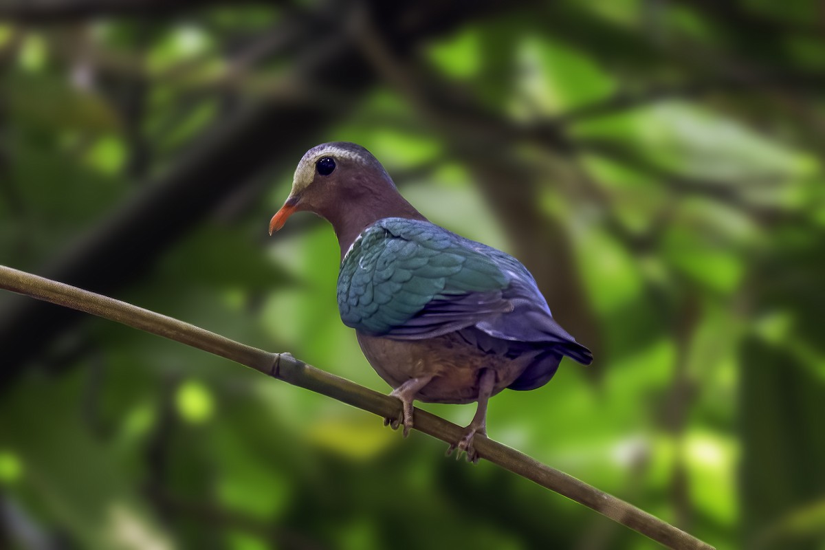 Asian Emerald Dove - ML645037824