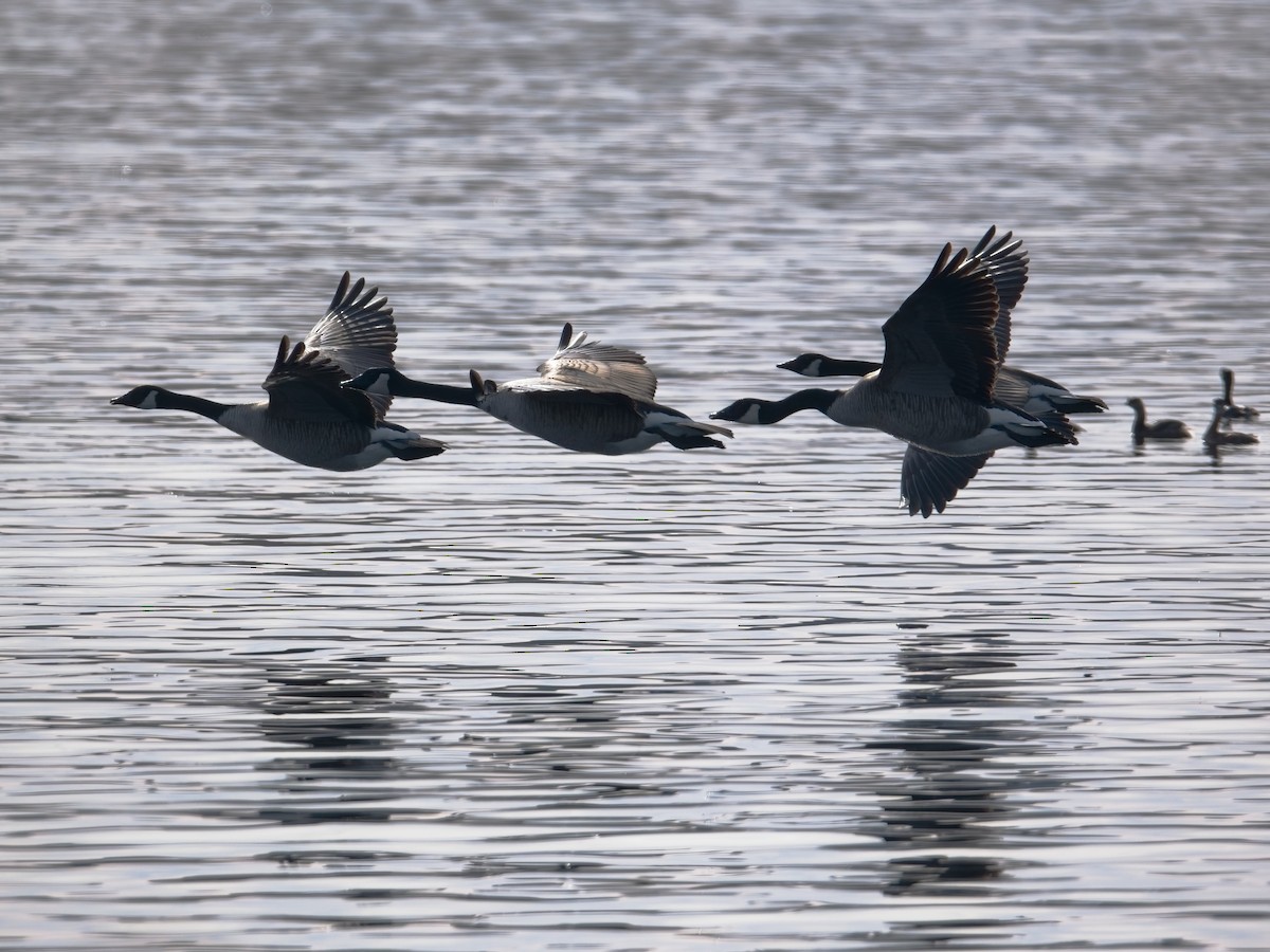 カナダガン - ML645037836