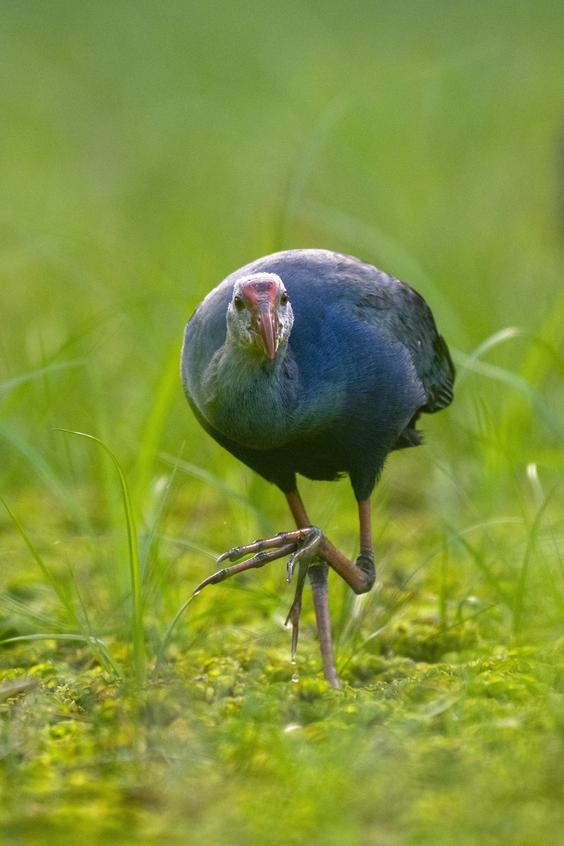 Gray-headed Swamphen - ML645037839