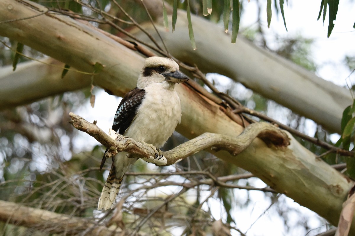 Laughing Kookaburra - ML645037842