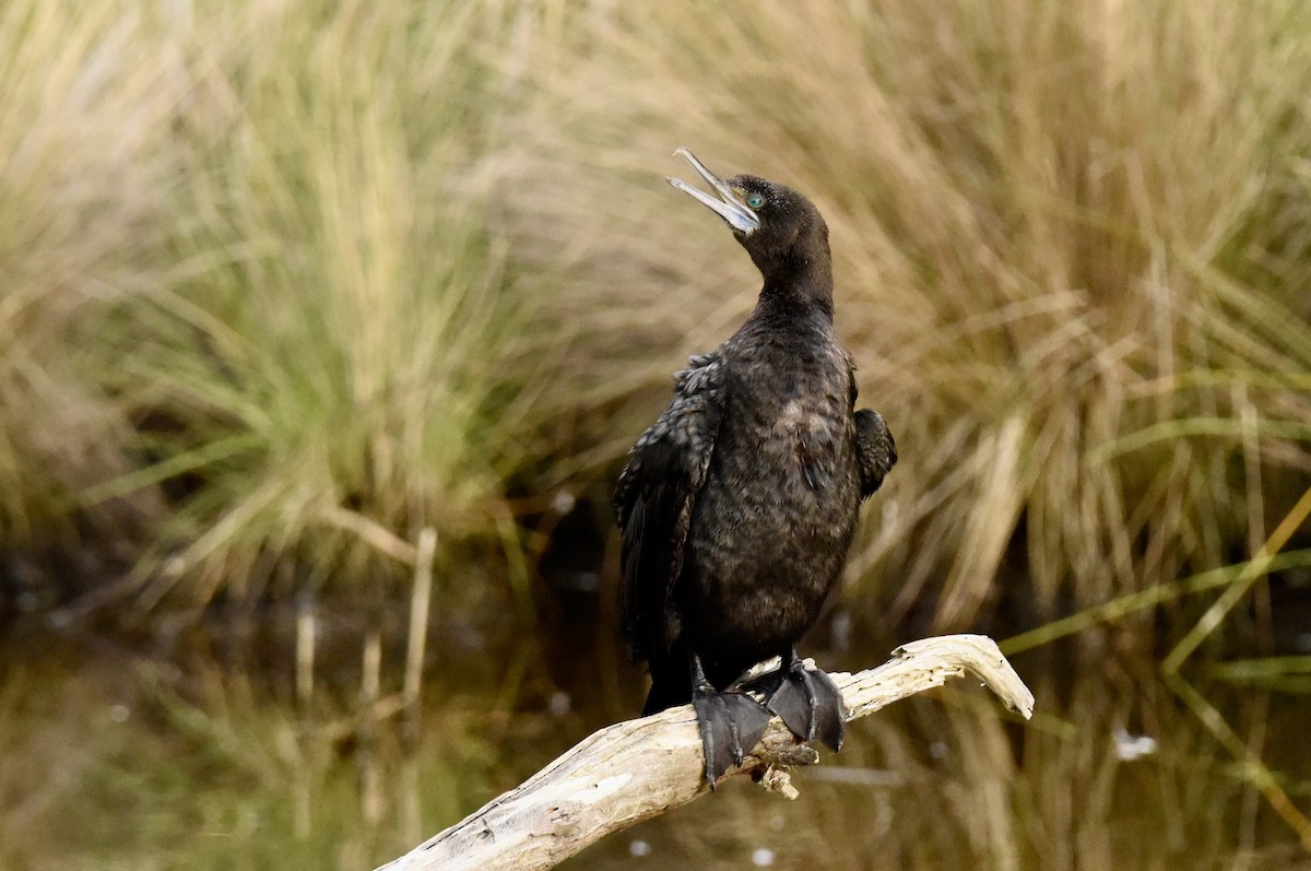 Little Black Cormorant - ML645037846