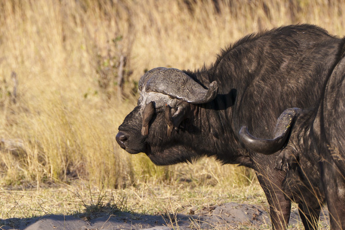 Yellow-billed Oxpecker - ML645037848