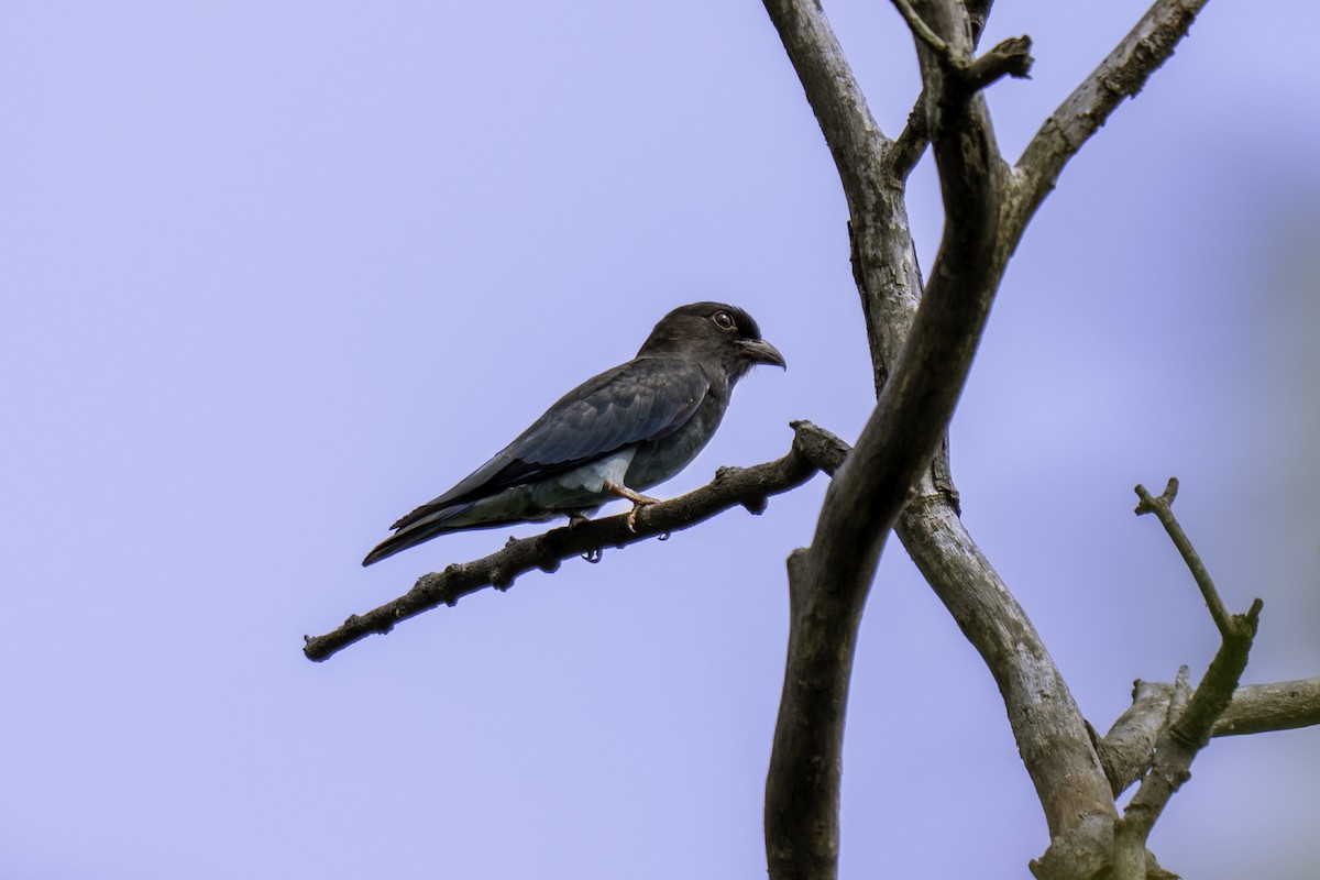 Dollarbird - ML645037849