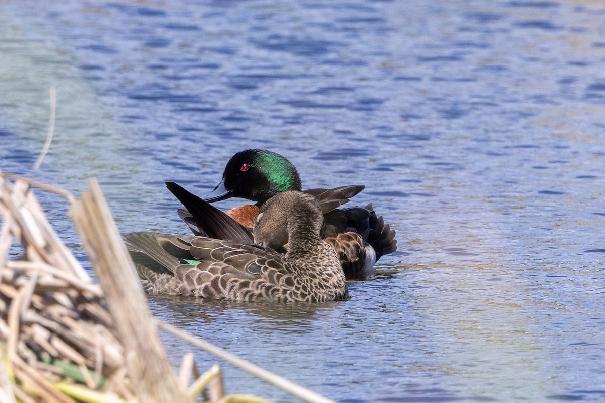 Chestnut Teal - ML645037855