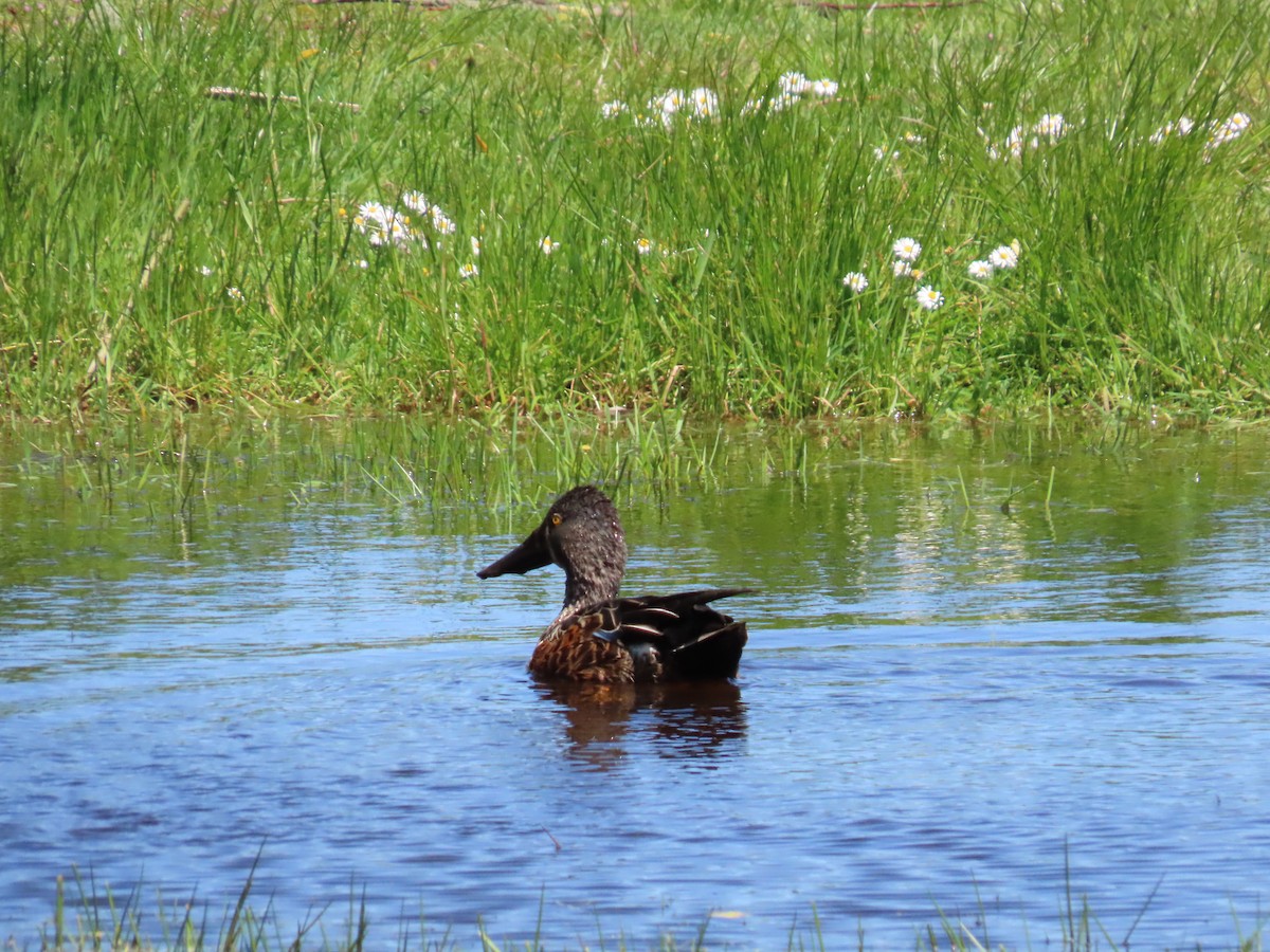 Australasian Shoveler - ML645037856