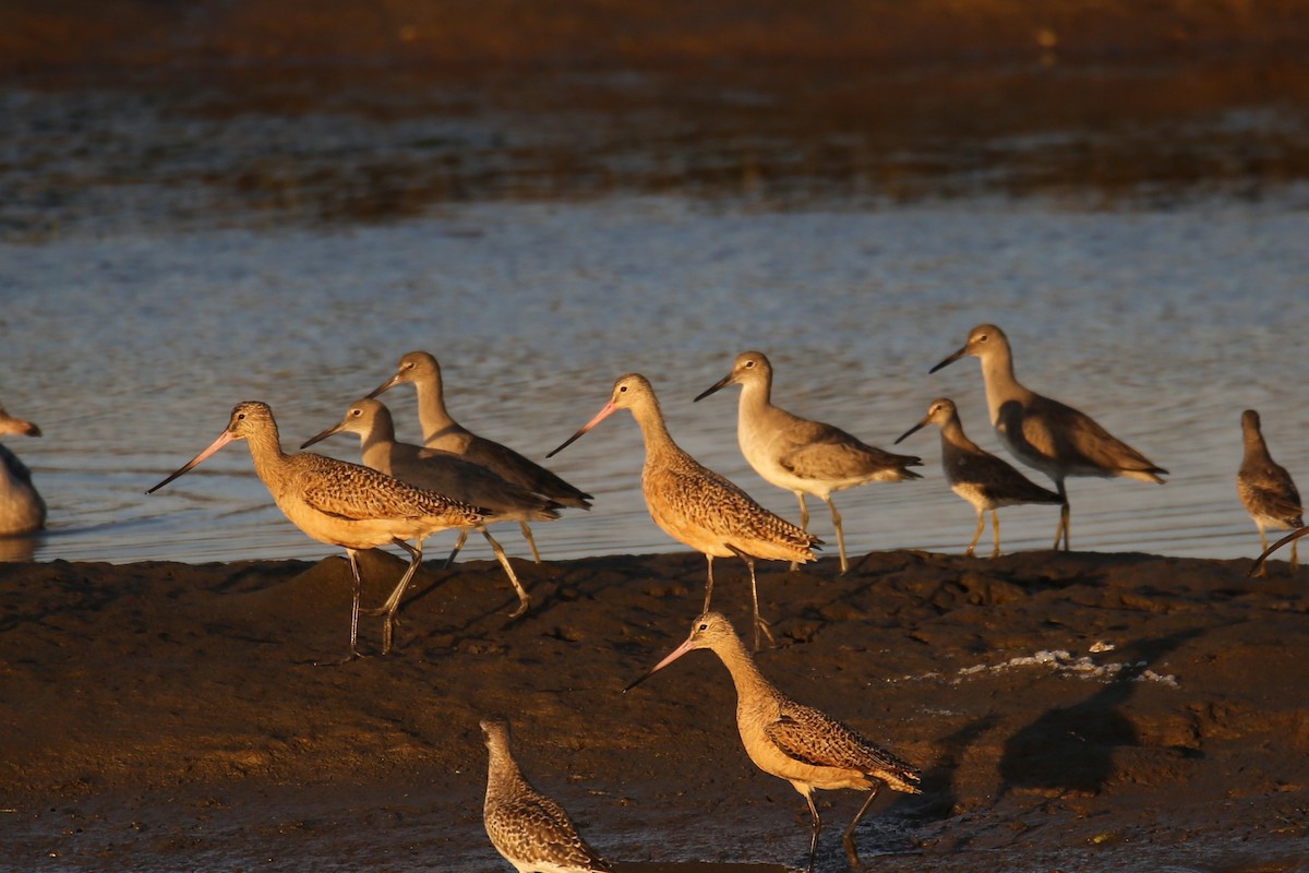 Marbled Godwit - ML645037864