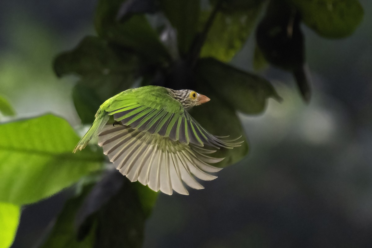 シロボシオオゴシキドリ - ML645037868