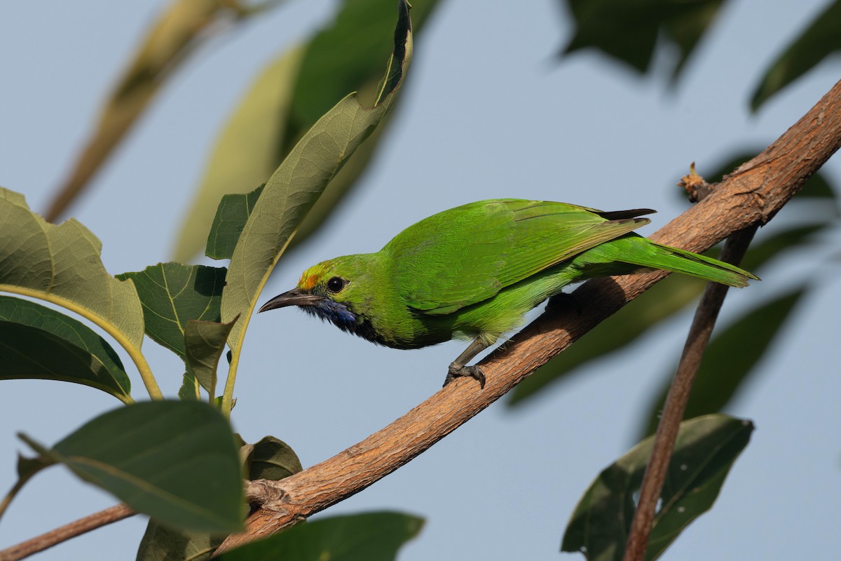 gyllenpannebladfugl - ML645037874