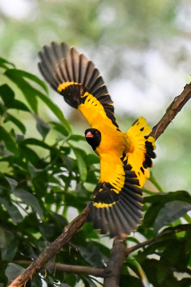 Black-hooded Oriole - ML645037875