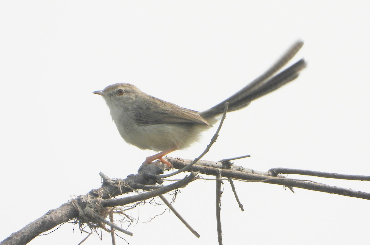 Prinia fina - ML645037886