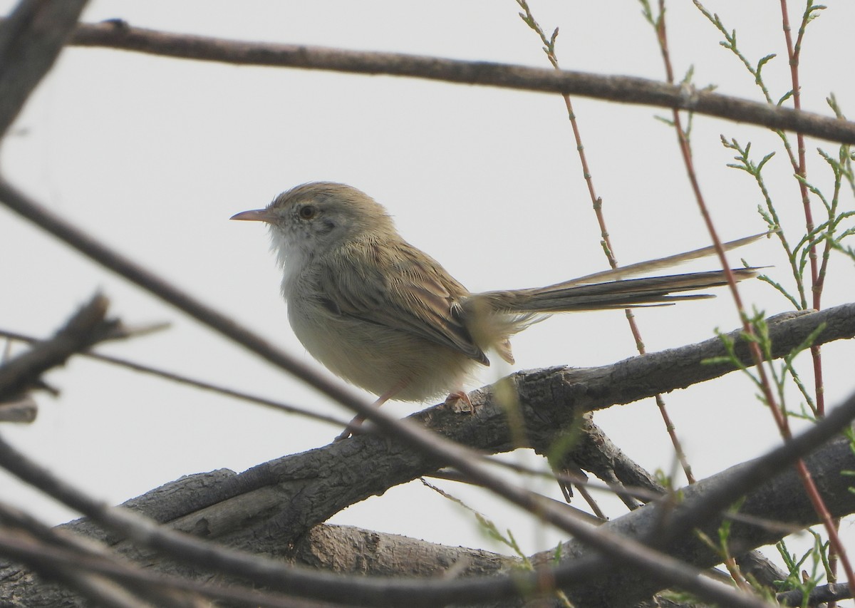 Prinia fina - ML645037887