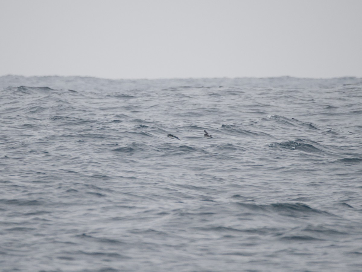 Cassin bibitxoa - ML645037891