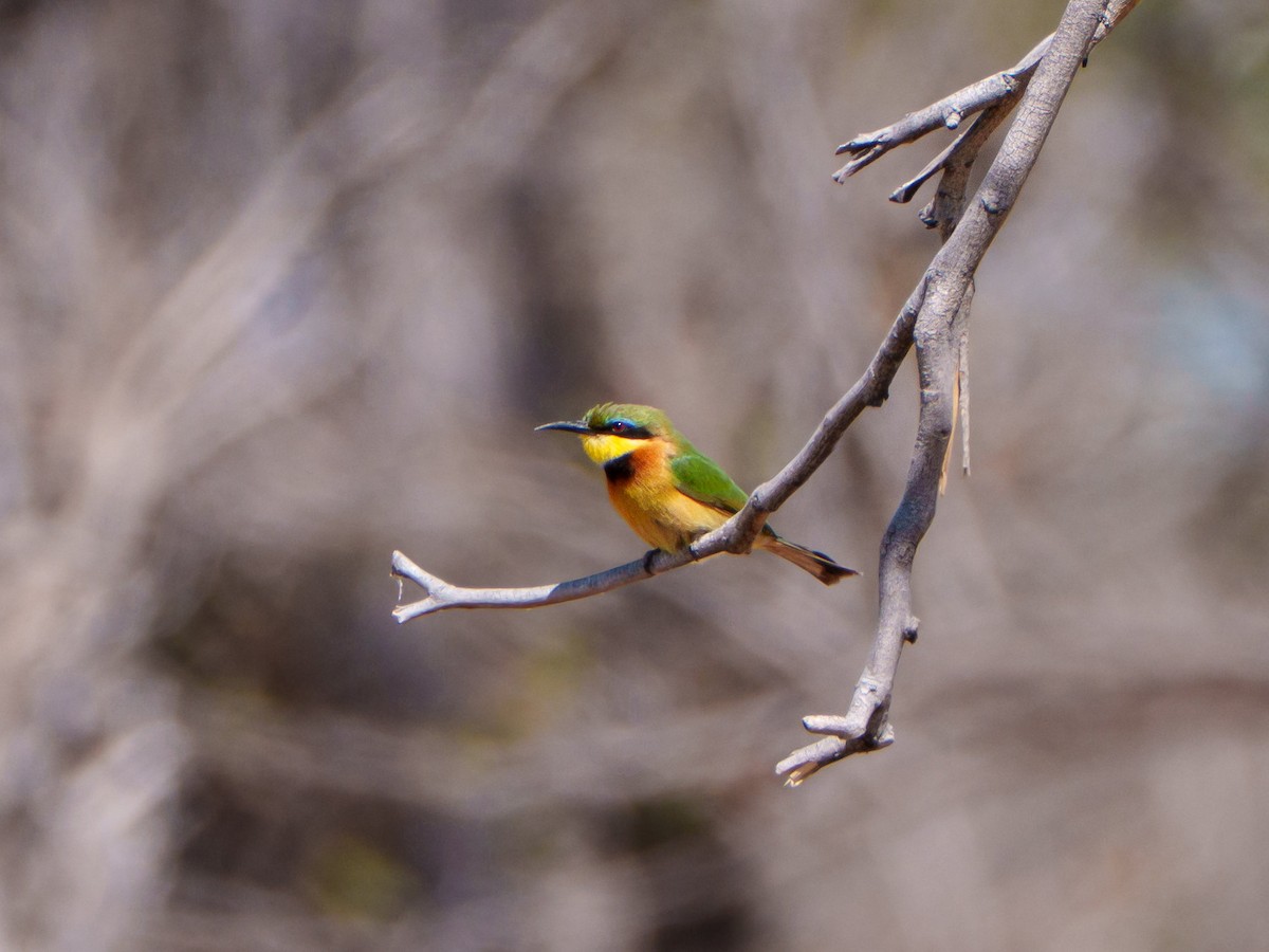 Little Bee-eater - ML645037892