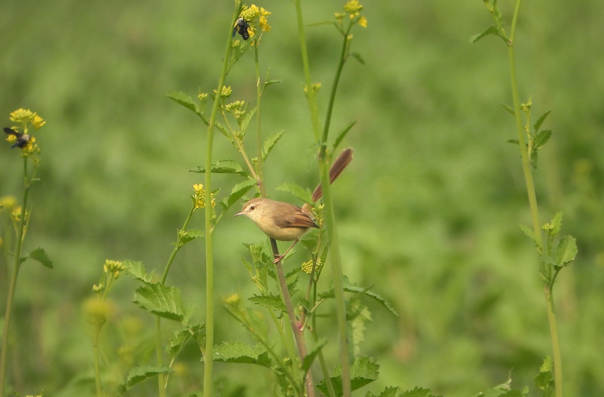 Plain Prinia - ML645037893