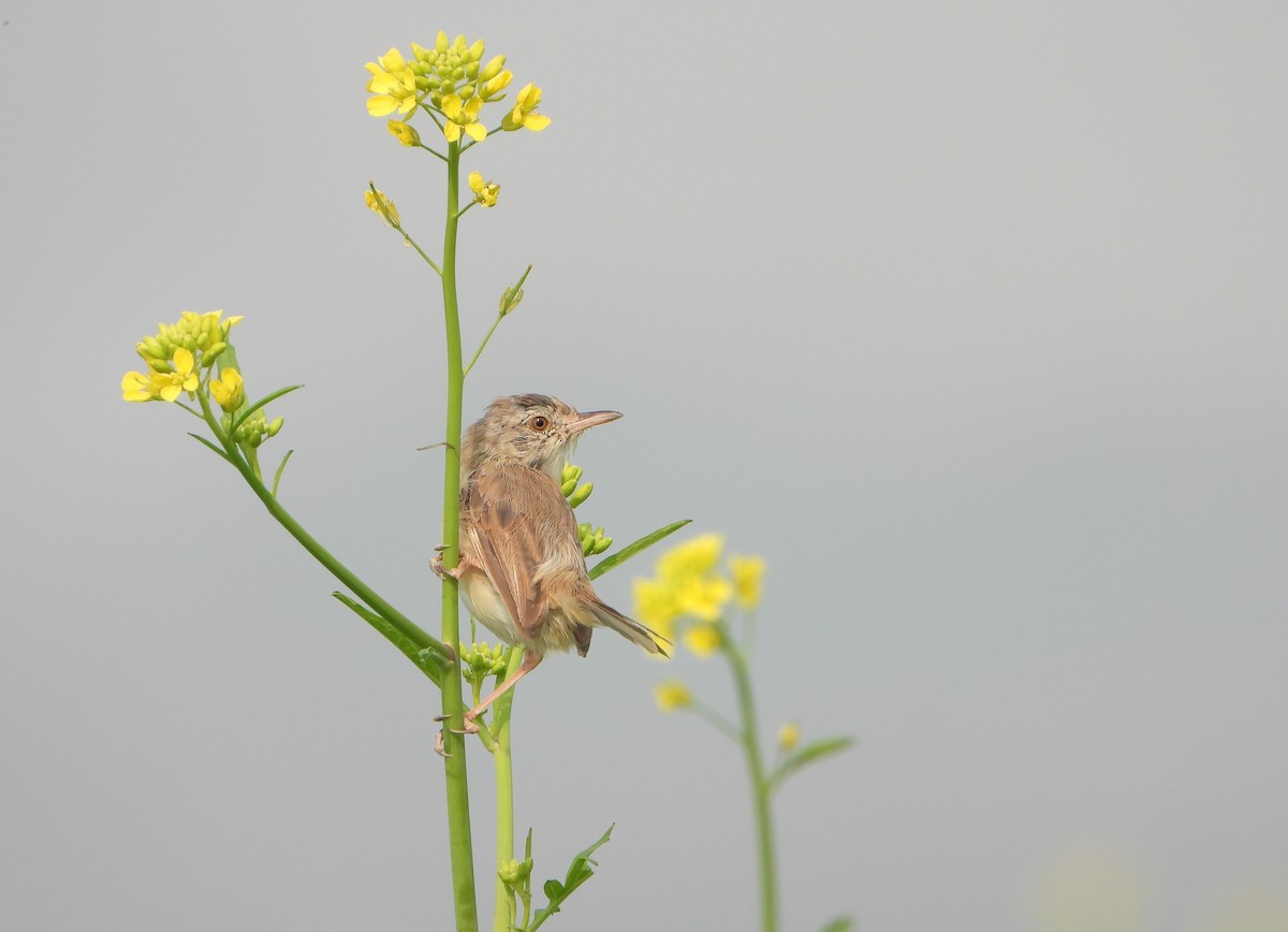Plain Prinia - ML645037894
