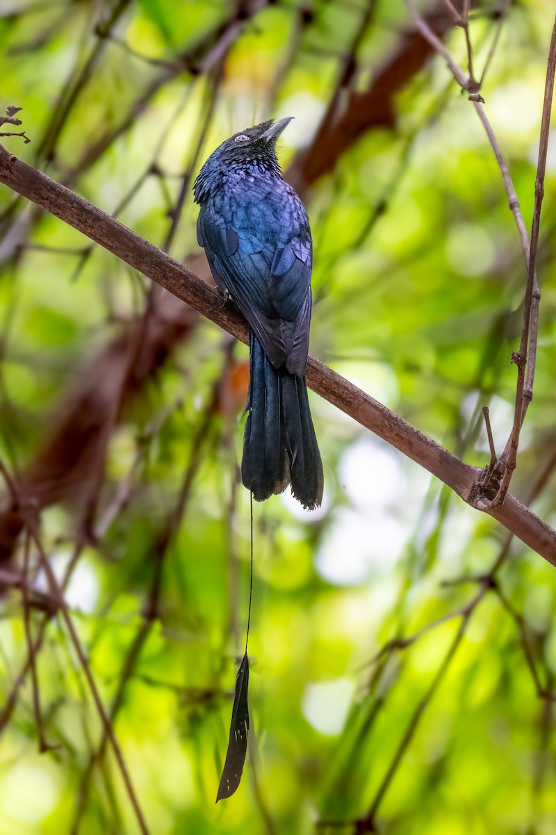 Lesser Racket-tailed Drongo - ML645037895