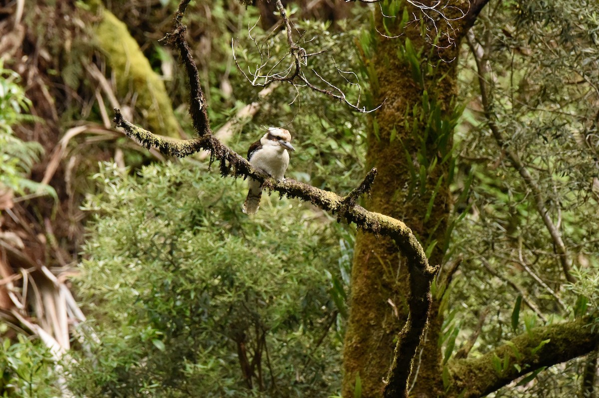 Laughing Kookaburra - ML645037896