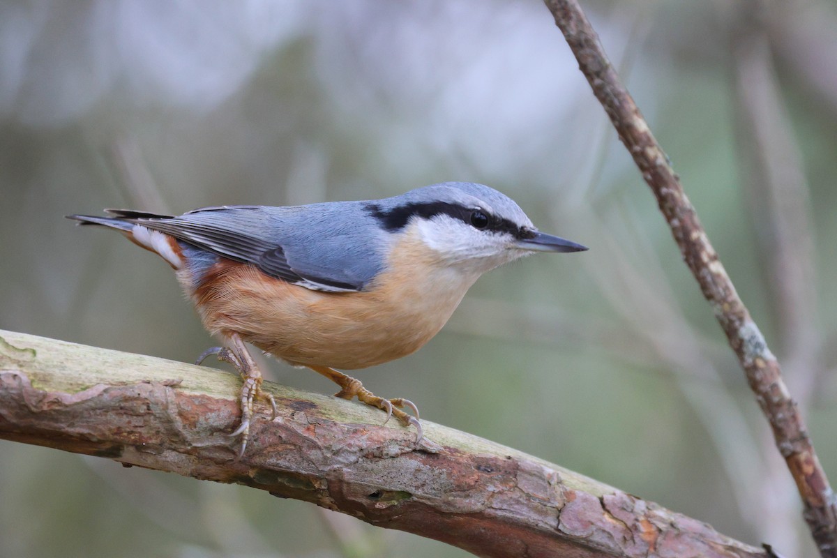 Garrapo eurasiarra - ML645037897