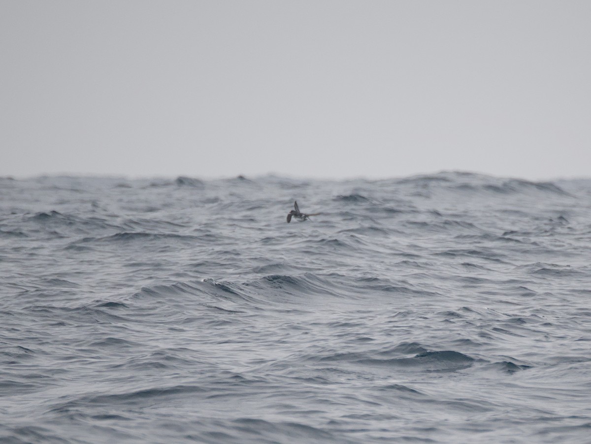 Cassin bibitxoa - ML645037898