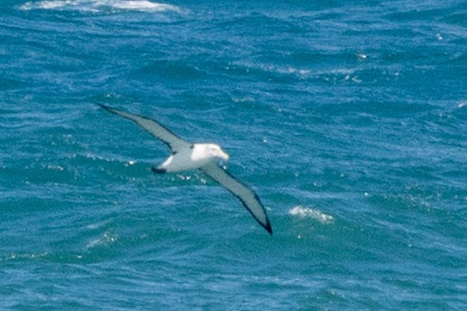 Albatros tasmaniarra - ML645037899