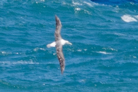 Albatros tasmaniarra - ML645037900