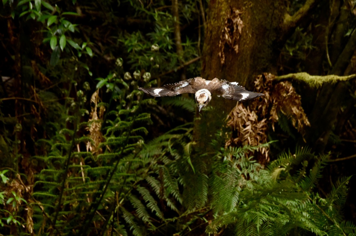 Laughing Kookaburra - ML645037901