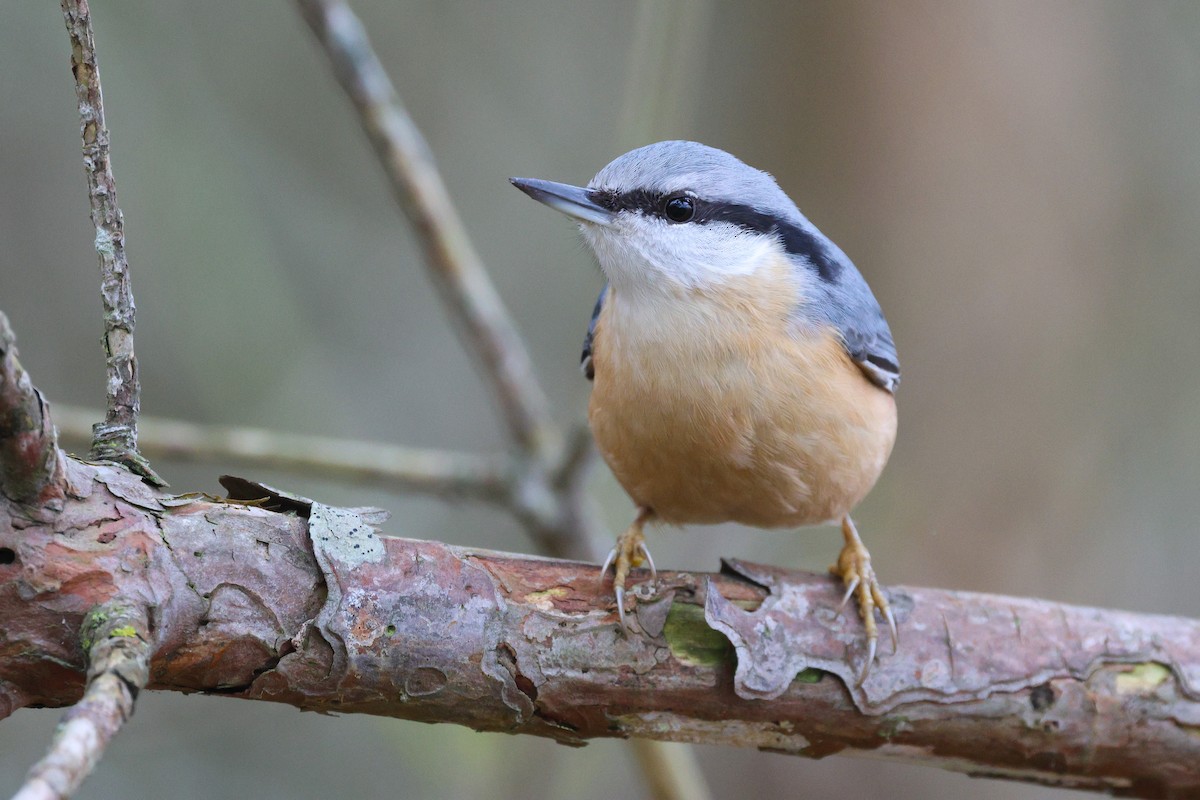 Garrapo eurasiarra - ML645037902