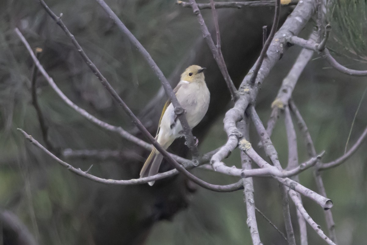 White-plumed Honeyeater - ML645037903